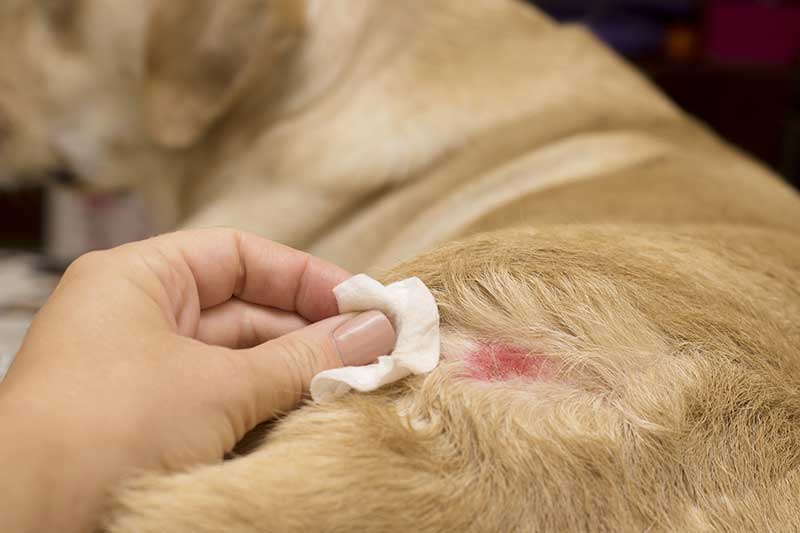 Tierdesinfektion mit Tierdesinfektionsmittel
